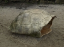 turtle shell source image